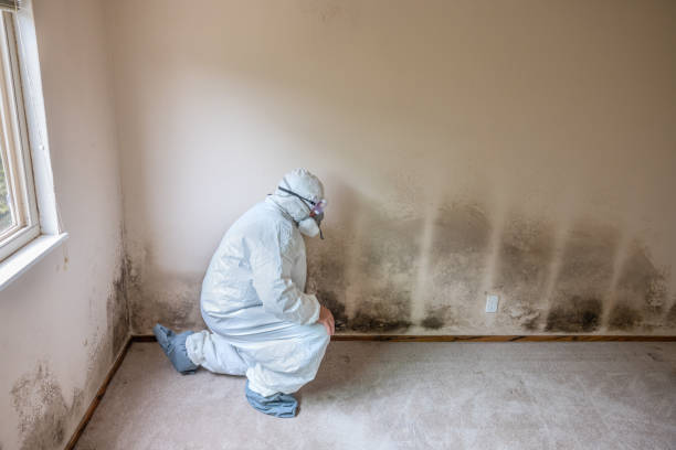 Best Commercial Mold Remediation in USA